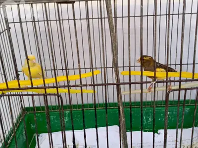 canary  for sale