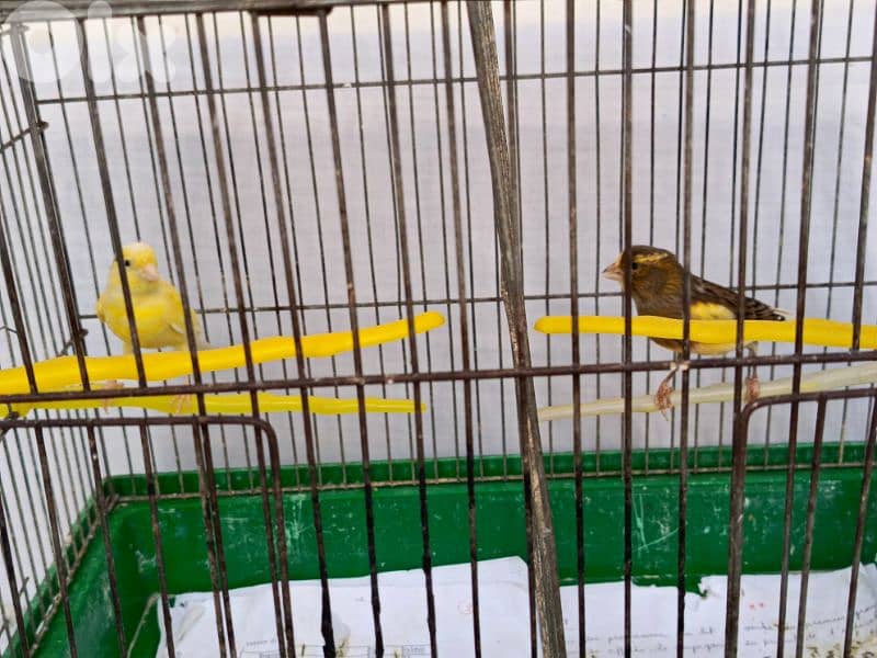 canary  for sale 0