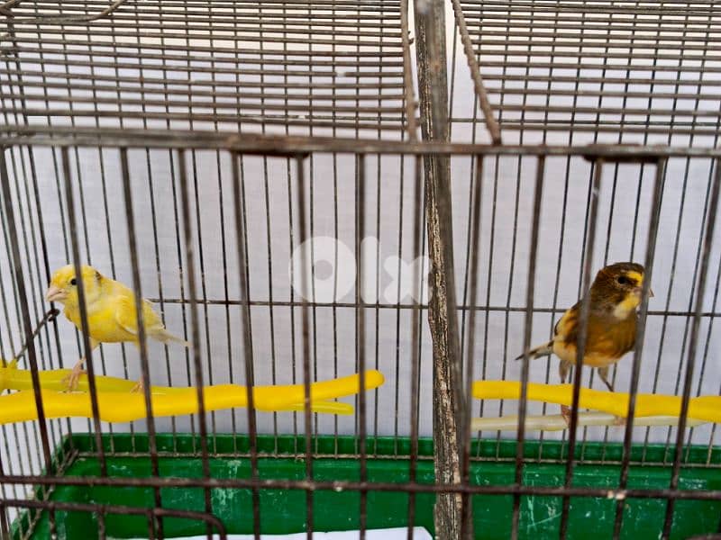canary  for sale 1