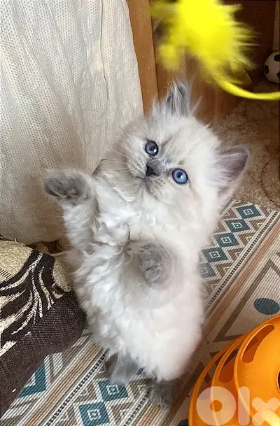 Persian Kitten