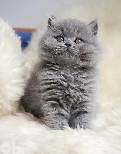 persian kitten delivery available