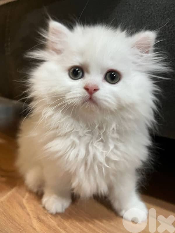 Persian white kitten CUTEST 0