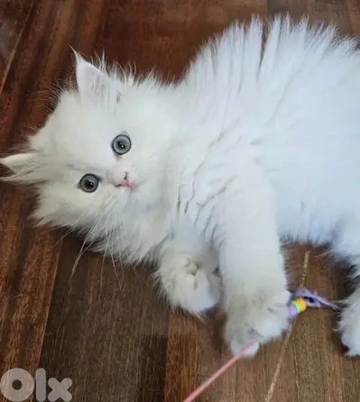 Persian kitten White