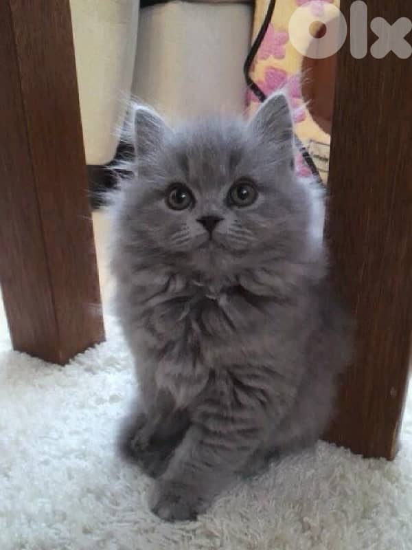 Persian Blue long hair delivery 0