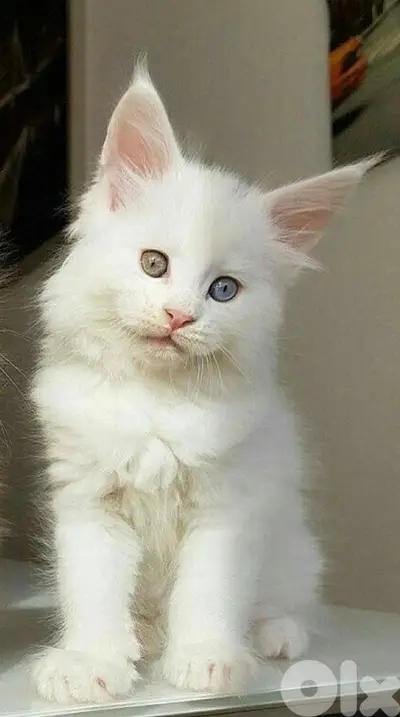 Giant Maine Coon imported Delivery available Cat قطط