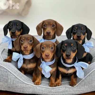 Sweet Dachshund puppies imported sausage wiener hot dog