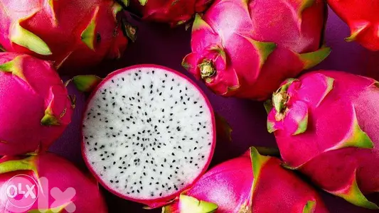 Dragon fruit plants شتول فاكهة التنين