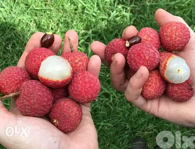 Spanish Litchi trees شجر ليتشي إسباني