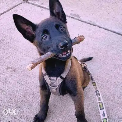 Malinois beautifully intelligent