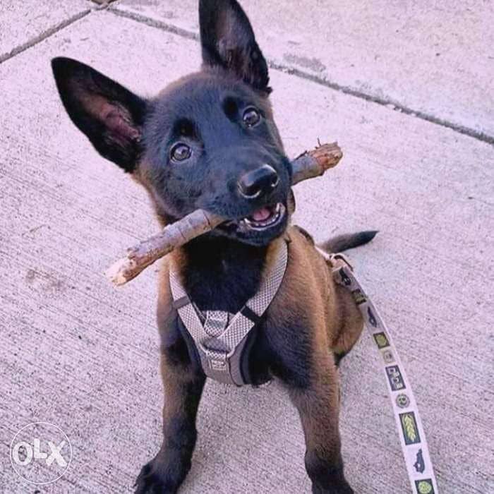 Malinois beautifully intelligent 0