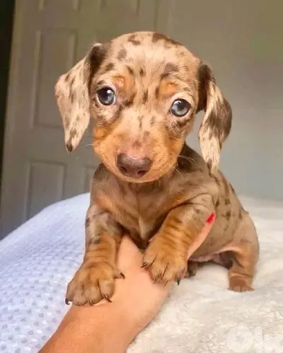 Adorable Mini Dachshund Chocolate Dapple/Merle Dog Delivery كلب