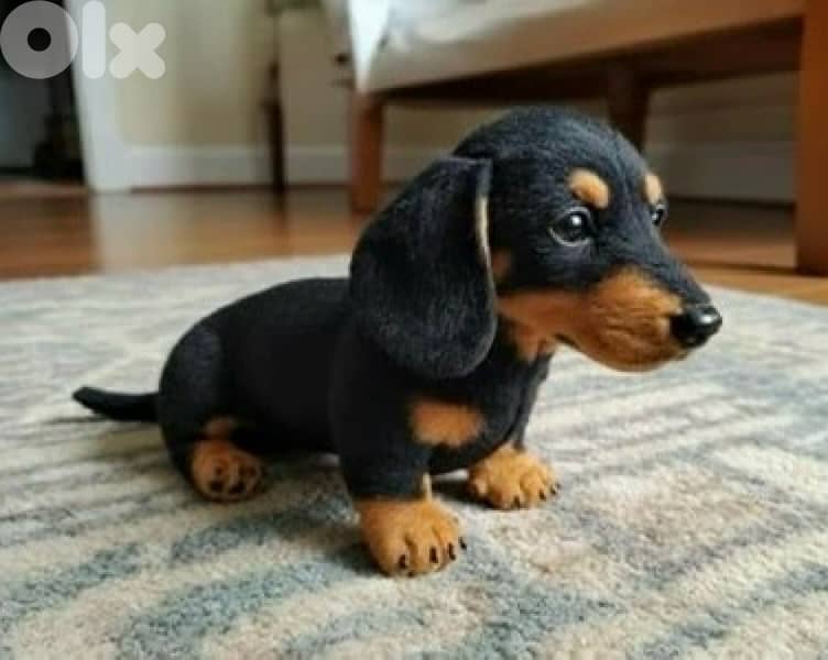 Imported & cute Black & Tan Dachshund / sausage puppy available Dog 0