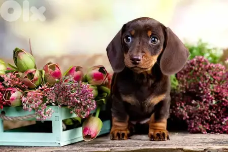 Adorable Dachshund Puppies Ready for New Homes! dog كلاب
