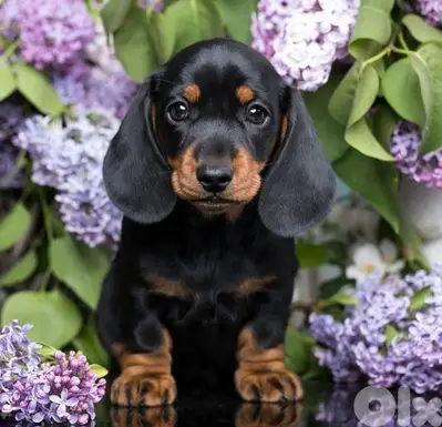 Black and Tan Dachshund Puppies/ dog كلاب