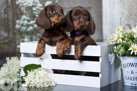 Dachshund Puppies Chocolate & Tan in store/ delivery dog كلاب