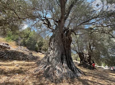 rare chance, prime area, zgharta, main road/زغرتا  REF#ZY129691