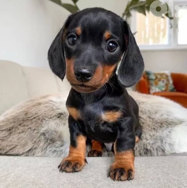 Mini Dachshund black & tan in store كلب Dog Delivery 0
