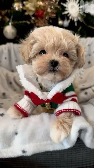 Maltipoo puppy available in store & Delivery