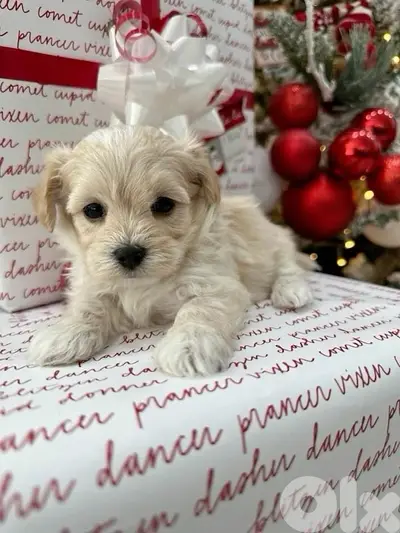Adorable teacup Maltipoo puppy