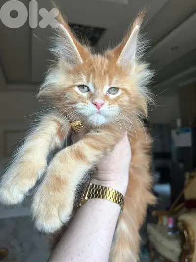 Imported Maine Coon ( Mainecoon )