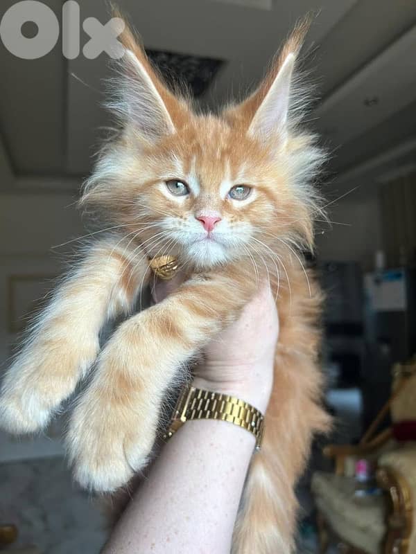 Imported Maine Coon ( Mainecoon ) 0