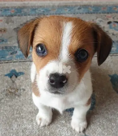 Cutest Jack Russell puppy available/Delivery/ Dog/كلب جرو