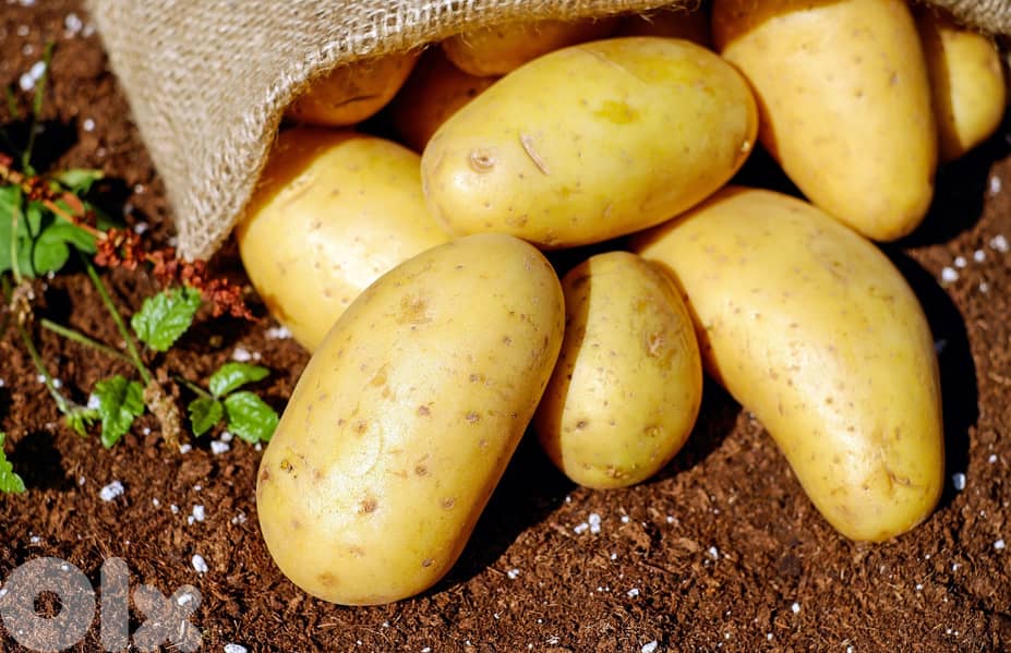 Quality   Potatoes 1