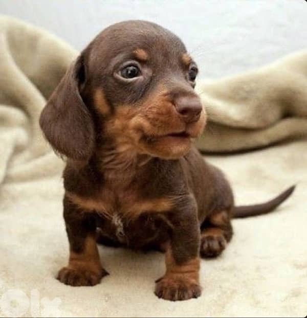 Rare chocolate & tan Dachshund imported available 0