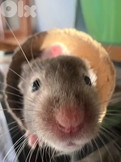 The best hamsters for you