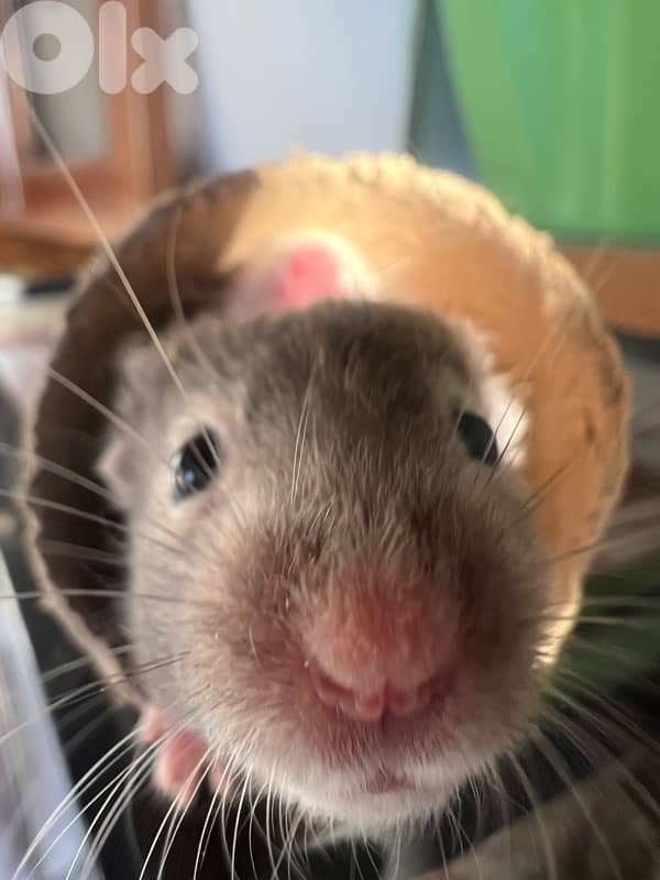 The best hamsters for you 0