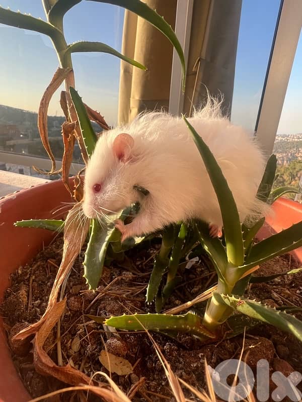 The best hamsters for you 1