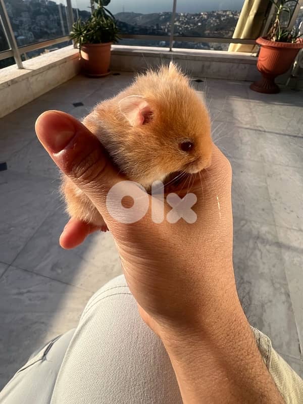 The best hamsters for you 2