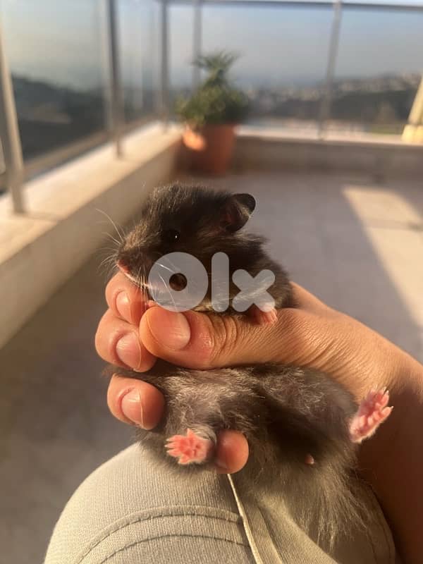 The best hamsters for you 3