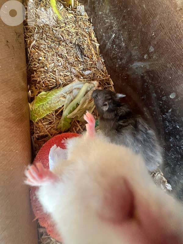 The best hamsters for you 4