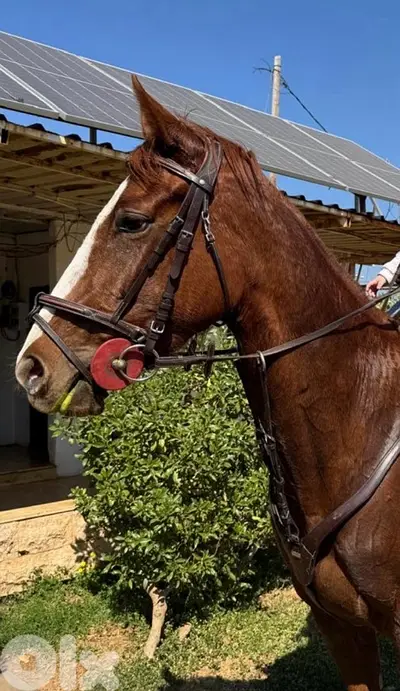 Thoroughbred mare for sale $7000فرس إنكليزية للبيع