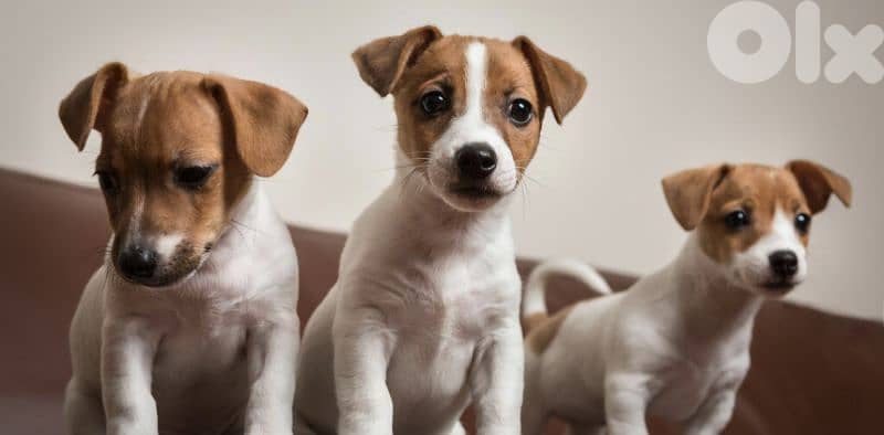 golden retriever & jack Russell 1