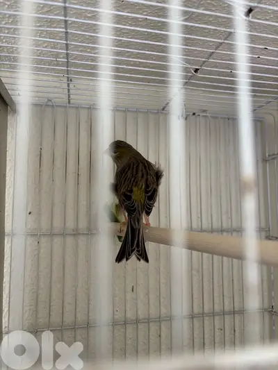 canary