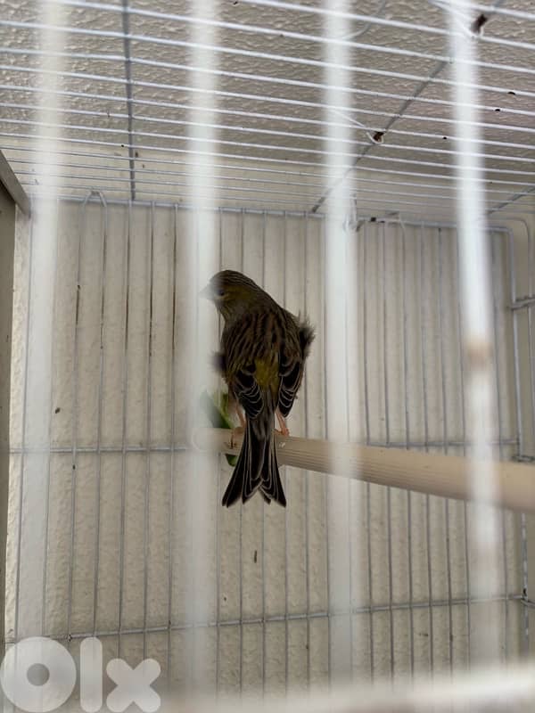 canary 0