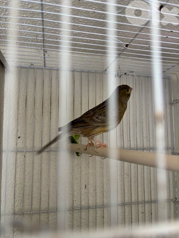 canary 1