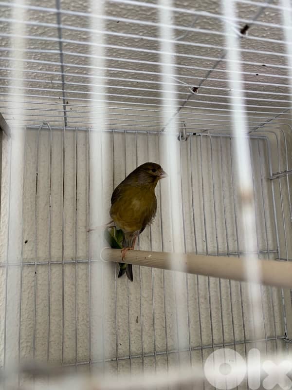 canary 2