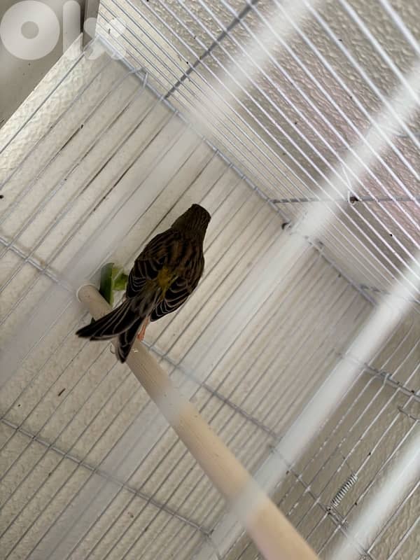 canary 3