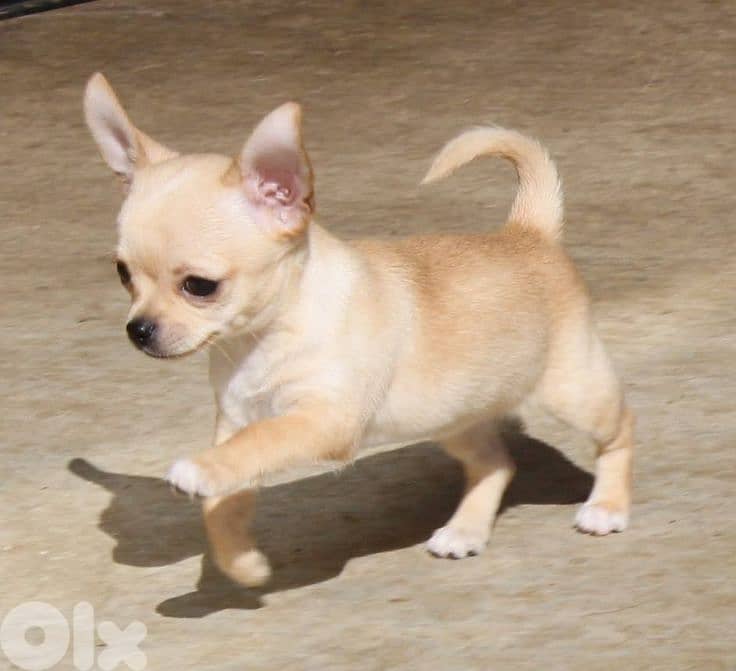 Tiny Chihuahua Puppies/ Available In Store/Delivery/High Quality/Dog 0