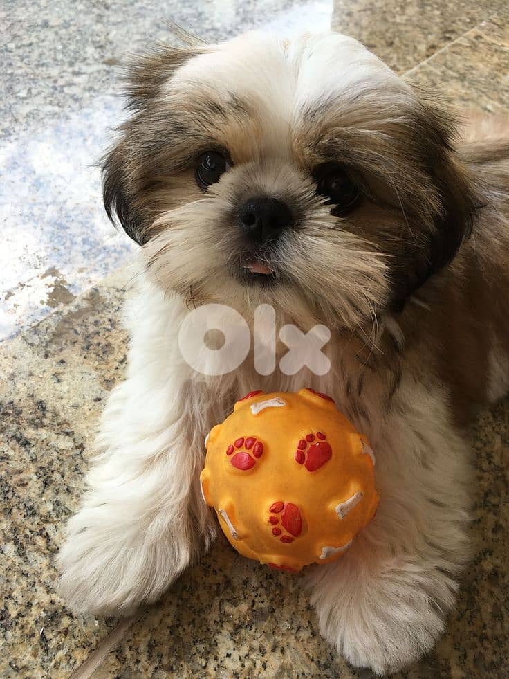Charming Shihtzu Puppy/AvailableInStore/Delivery/Dog/Pure/HighQuality 0