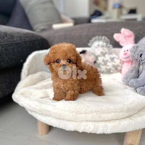 Teacup Poodles Puppies – Imported|Premium Quality|Available In Store 0