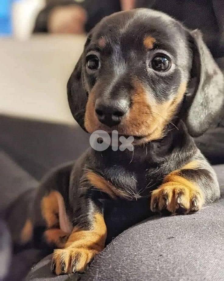 Dachshund Black & Tan Puppies |Available In Store| Delivery | Imported 0
