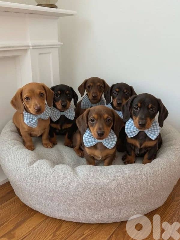 Beautifull Dachshund Puppies Available In Store & Delivery !! 0