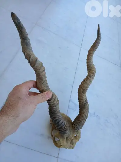قرن غزال