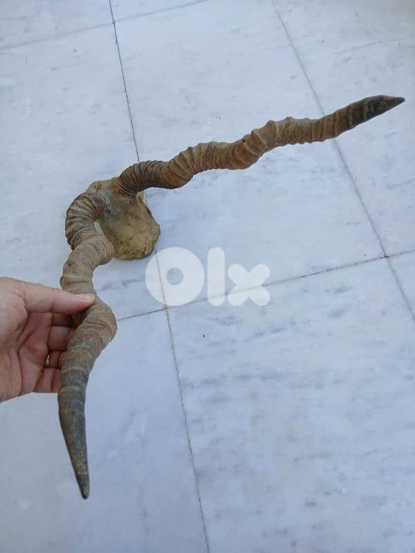قرن غزال 1