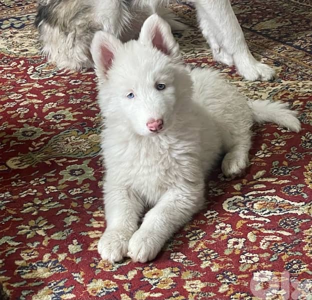 siberian husky , pure breed 0