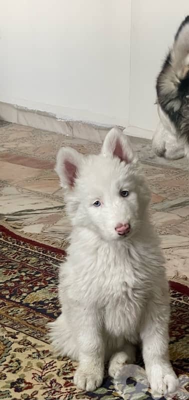 siberian husky , pure breed 1